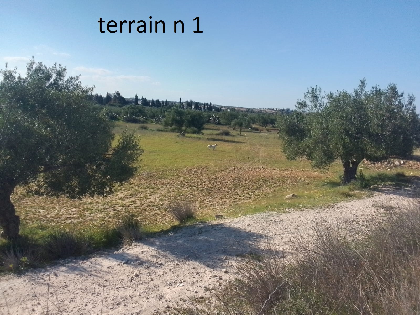 Terrain Terrain agricole