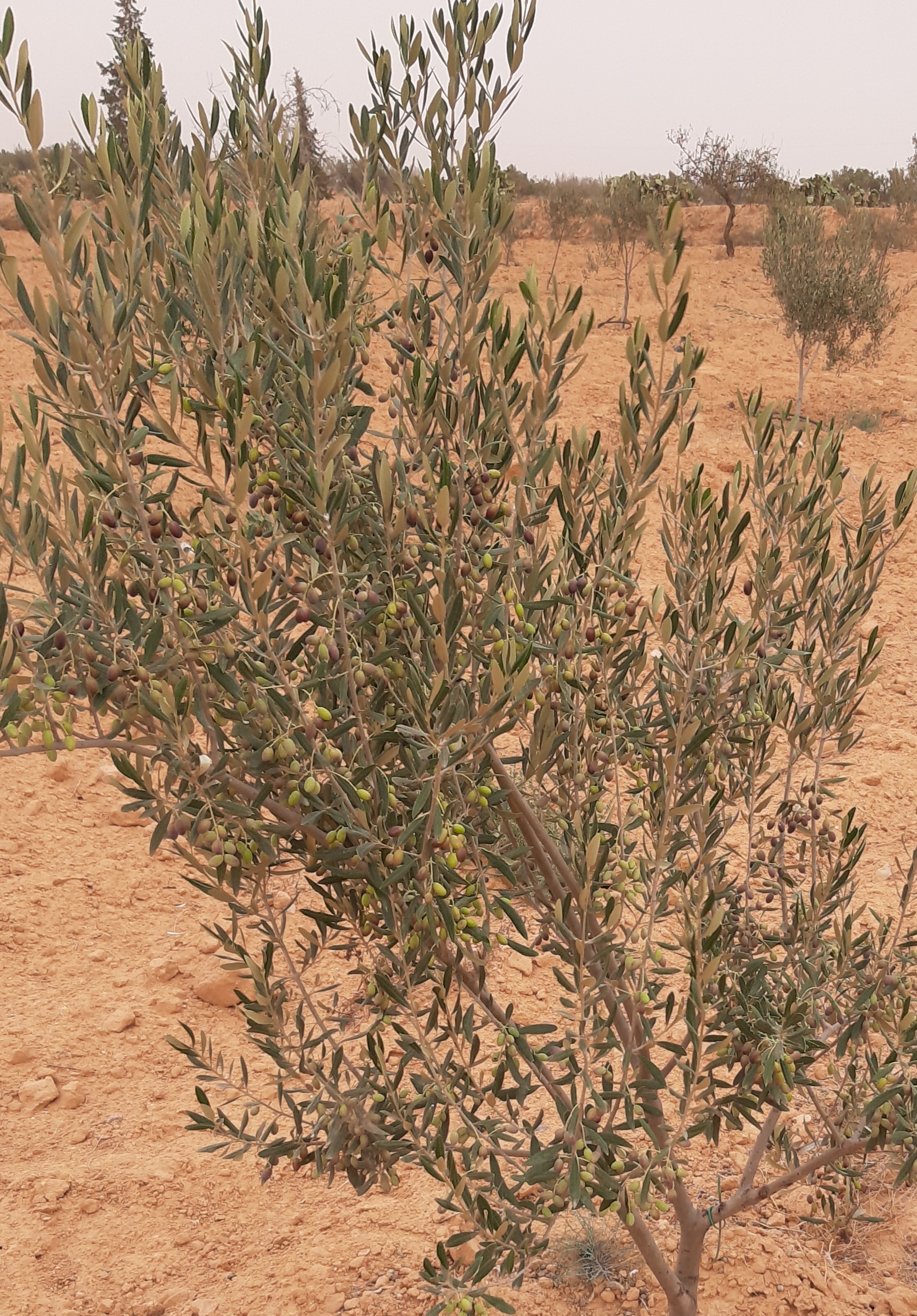 Sfax Sud El Ain Terrain Terrain agricole 90 oliviers elain km23