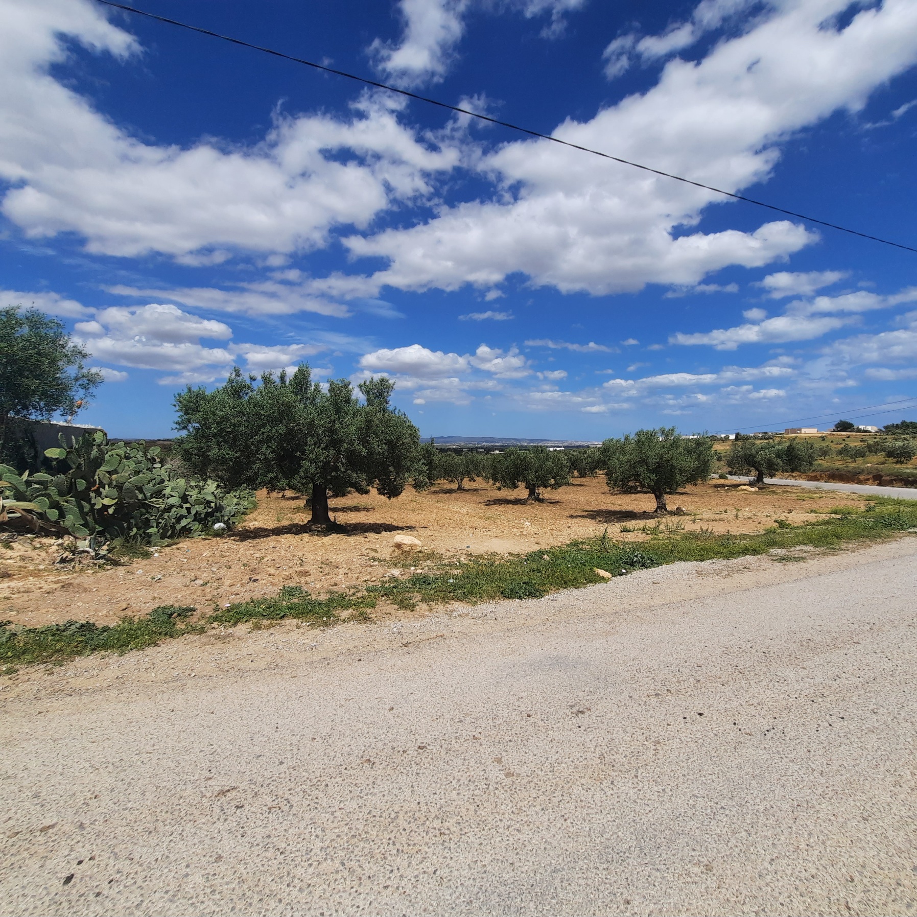 Hammamet Sidi Jedidi Terrain Terrain agricole Terrain agricole plant par 27 oliviers