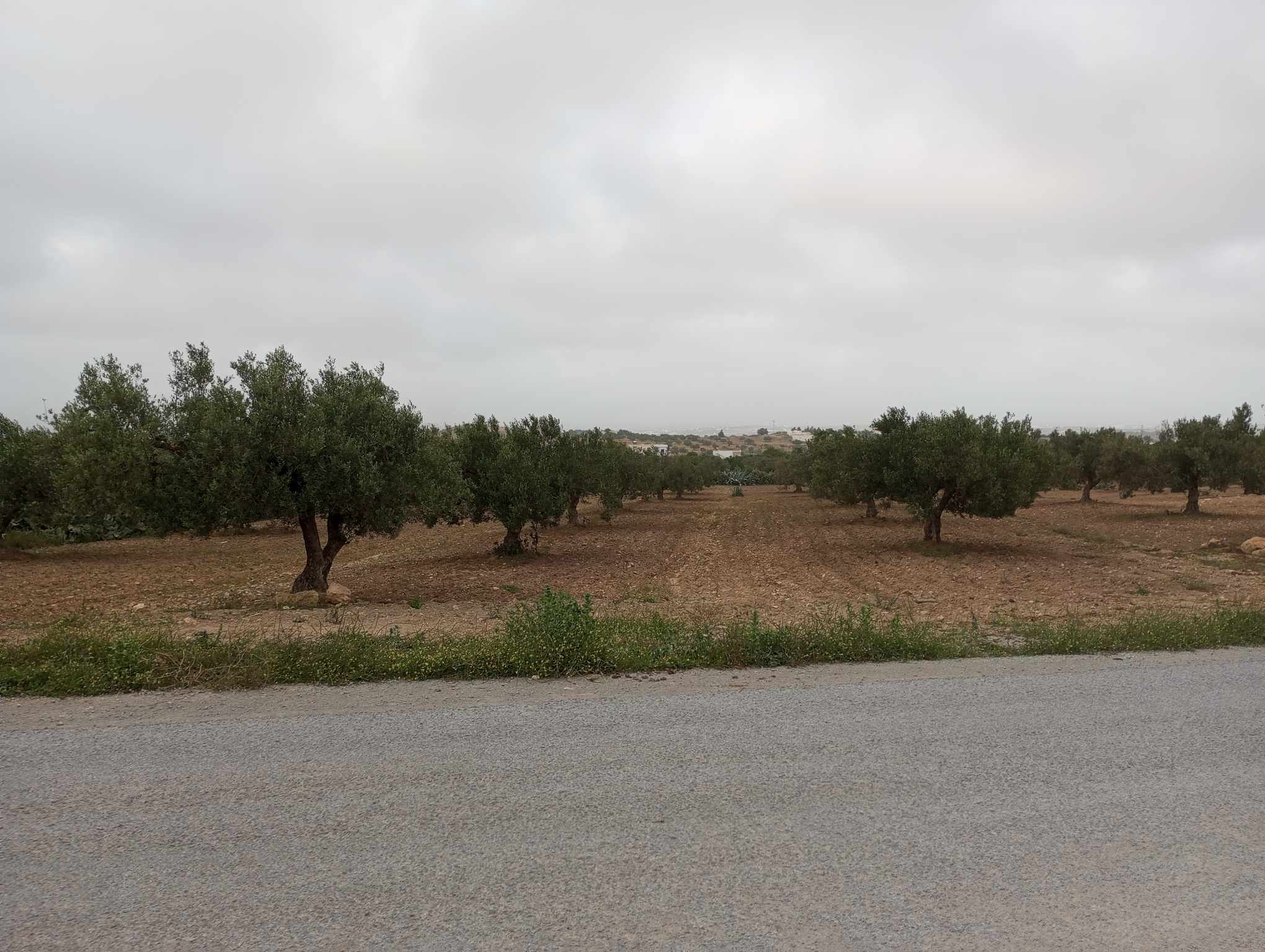 Hammamet Hammamet Terrain Terrain agricole Av terrain 4000m avec des oliviers  hammamet sud